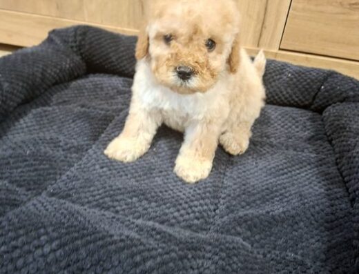 Cavapoo / Ми ни