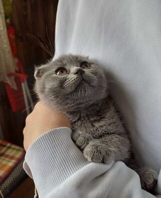 Шотландско клепоухо момиченцe