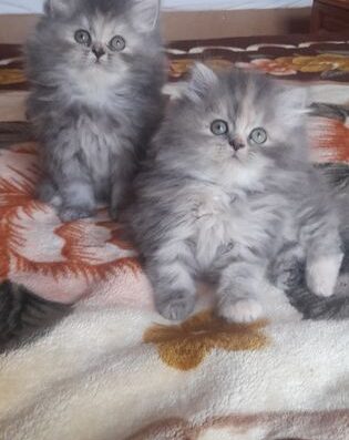 Персийски котета