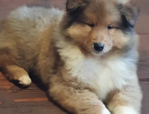 Коллі: Руді та триколірні хлопчики з цікавим походженням