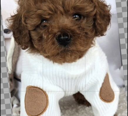 Пудел той /Poodle toy с генетични тестове на родителите с родословие