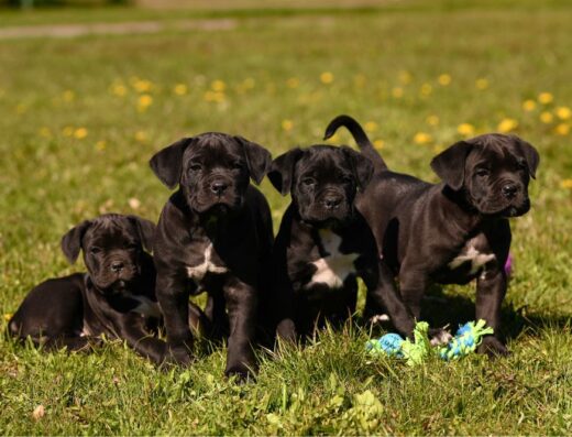 Italian Cane Corso: Чорні кобелі з розплідника “Velour Paw Corsiko”