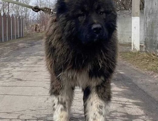 Кавказька вівчарка: Дві дівчинки для охорони
