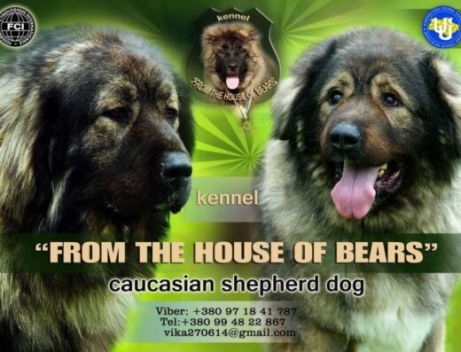 Кавказька вівчарка: Бронювання цуценят у розпліднику “from the house of bears”