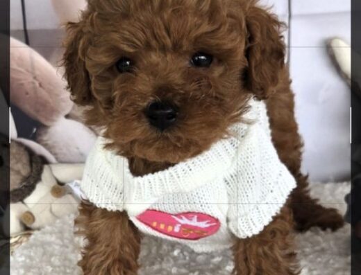 Пудел той /Poodle toy с генетични тестове на родителите / родословие