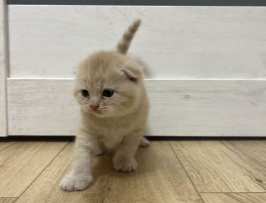 Шотландські кошенята Шотландські котята