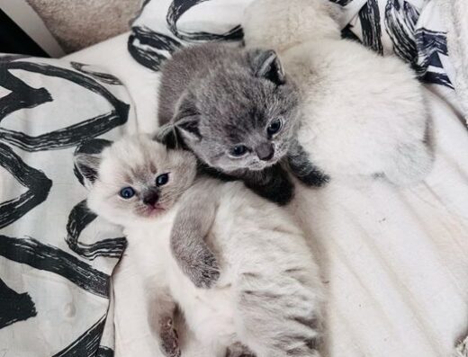 Котики шотландські висловухі чистокровні