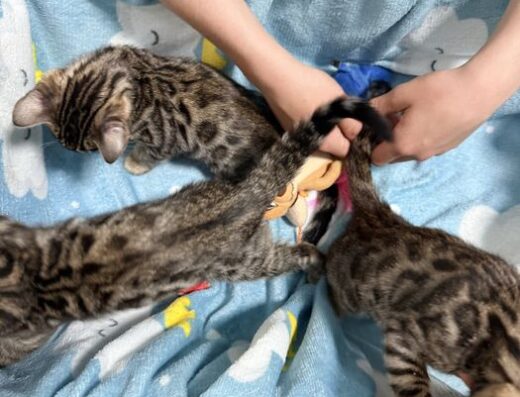 Бенгальські кошенята