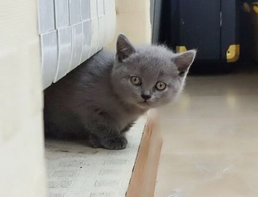 Шотландські котенята
