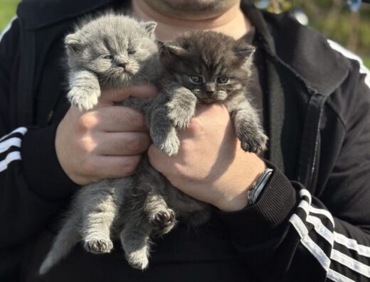 Милі кошенята шотландці