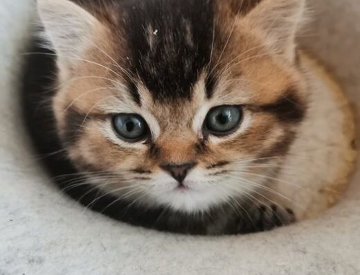 Шотландські кошенята породи шиншила