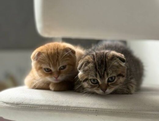 Продам шотландських котят