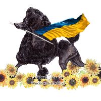 Розплідник Пуделів “Superior World”