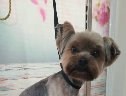Салон за домашни любимци „Pet Grooming RP“