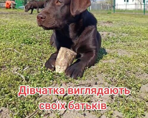 Розплідник Лабрадорів Ретриверів “Rocky’s Angels”