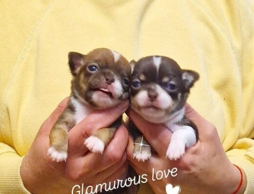 Розплідник Чихуахуа “Glamurous Love”