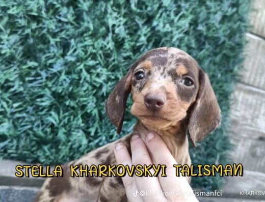 Племінний розплідник Такс “KHAR’KOVSIY TALISMAN”