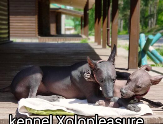 Розплідник Ксолоїтцкуінтлі “Xolopleasure”