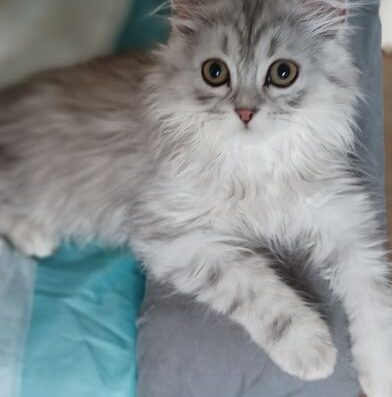 Шотланка мармурова , скотіш страйт, хлопчик 3 міс