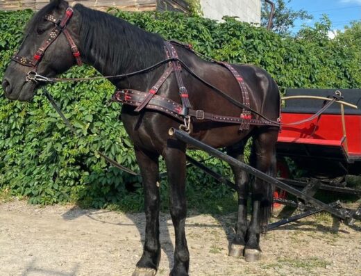 Шлейна упряж, недоуздки та кінська амуніція