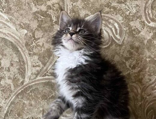 Кошенята Мейн Куни