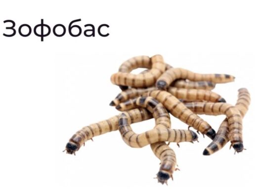 Корм для рептилій