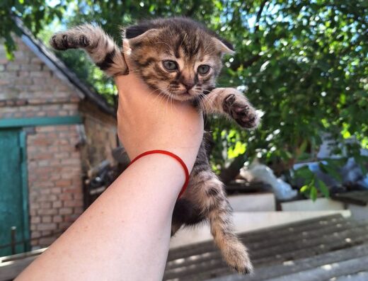Кошенята шотландської породи