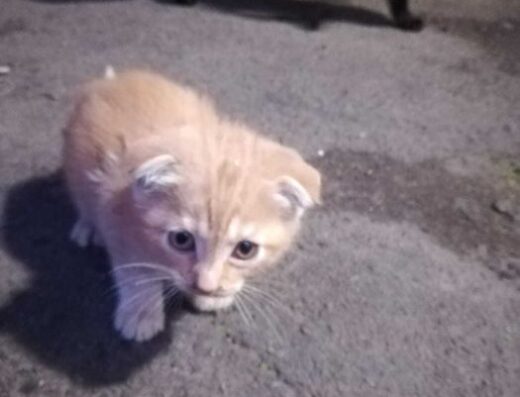 Котики Крисоловки!!