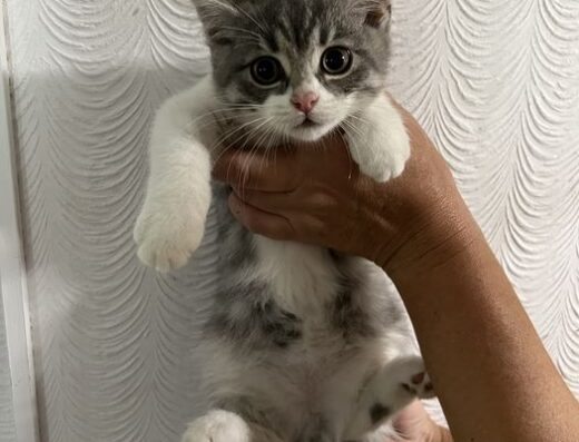 Віддамо котиків у хороші руки