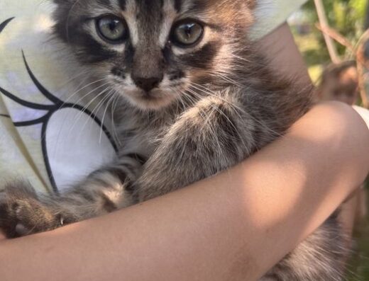 Котик безкоштовно