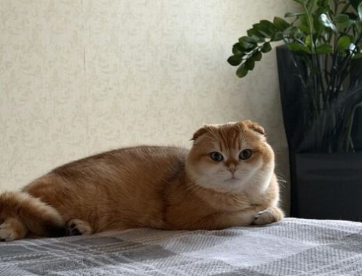 Шотландська: В’язка чистокровного котика золота шиншила