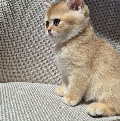 Кошеня золотої шиншили