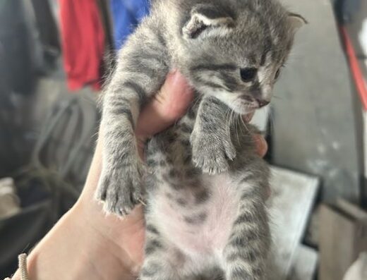 Кошеня, дівчинка