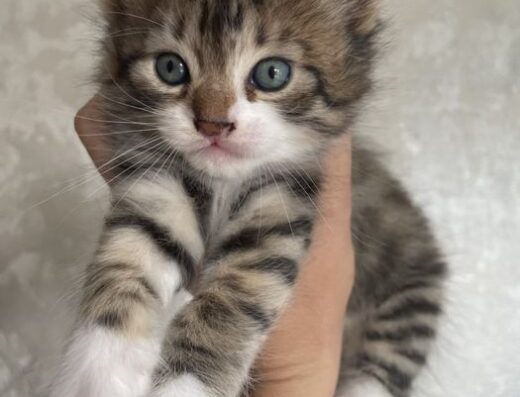Менйн Кун кициня кошеня