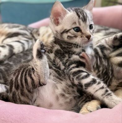 Бенгальские котята