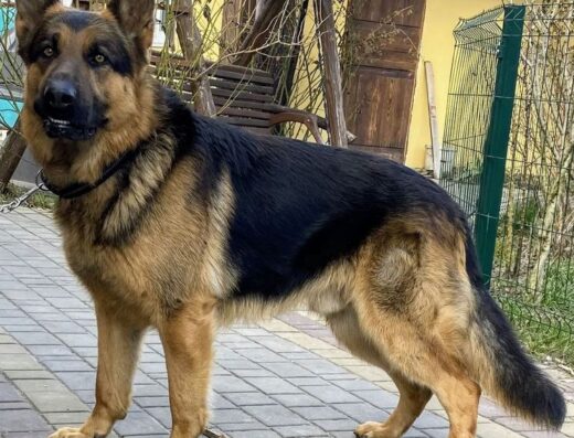 Німецька вівчарка: В’язка кобеля з документами UCI
