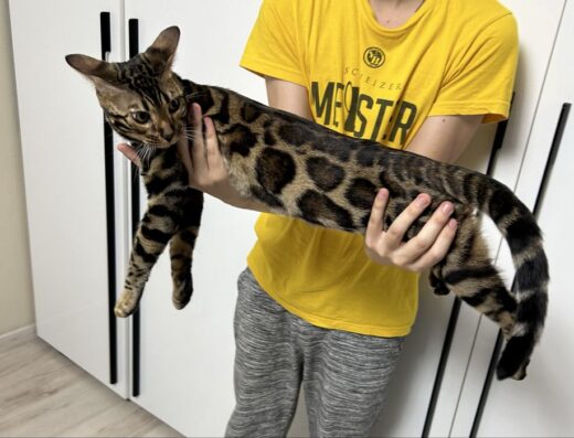 Бенгальська: В’язка кота