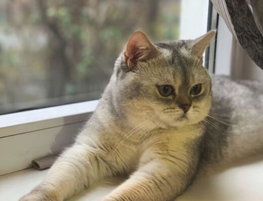 Шотландська: В’язка кота срібляста шиншила