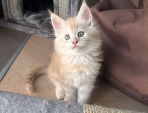 Кошенята мейн кун