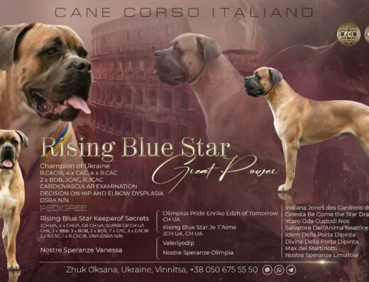 Кане-Корсо: В’язка титулованого кобеля RISING BLUE STAR GREAT POWER