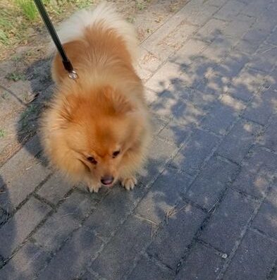 Німецький шпіц: Хлопчик Тімі лисоподібного типу для в’язки