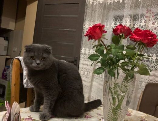 Британська короткошерста: Пошук прямовухого кота для в’язки
