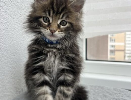 Гарний котик породи мейн-кун