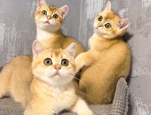Золота шиншила кошенята котята котики котик