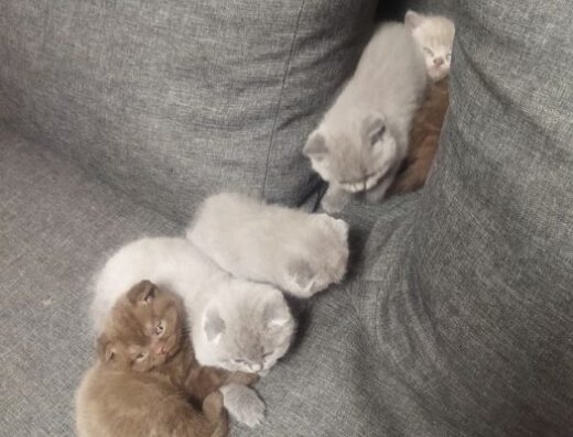 Продаю шотландських кошенят