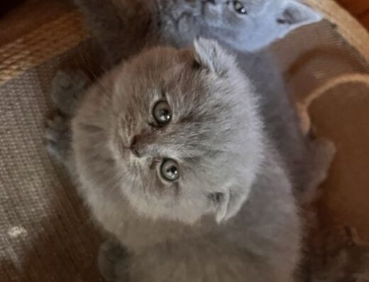 Шотландські кошенята