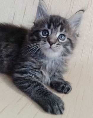 Супер котик породи Мейн кун