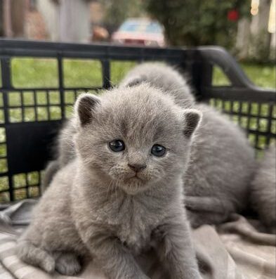 Шотландські кошенята