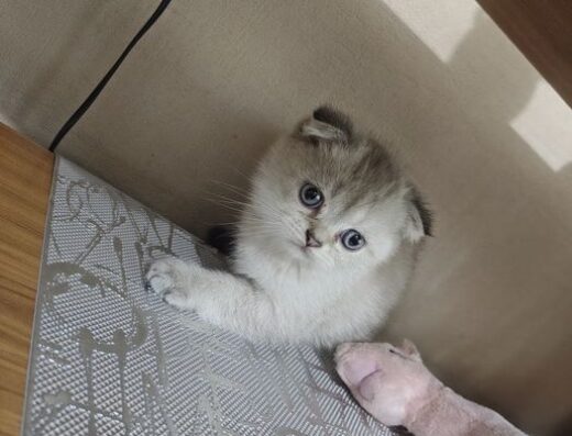 Шотландські кошенята
