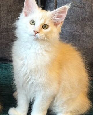 Хлопчик Мейн Кун кошеня